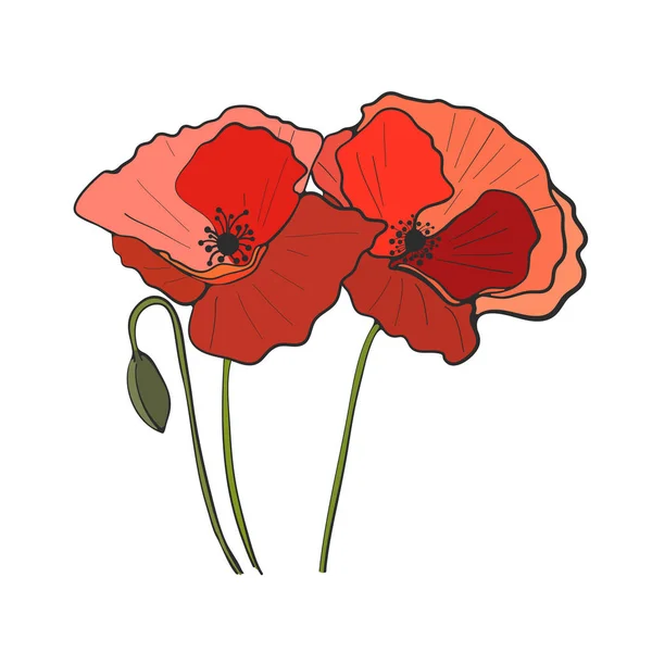 手描きのケシの花 ベクトル — ストックベクタ