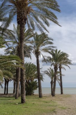 Torremolinos'da palmiye ağaçları