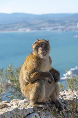 Gibraltar, vahşi makak