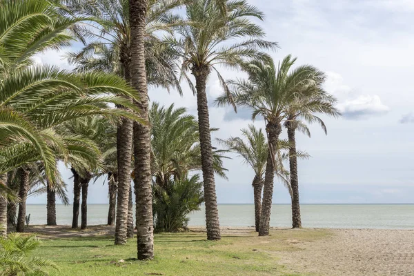 Tropische Palmbomen Het Strand — Stockfoto