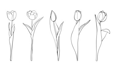 Elle çizilmiş Lale kroki, vektör