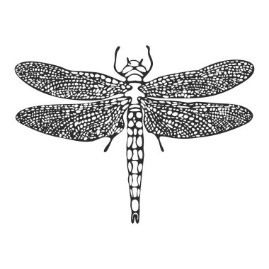 Hat sanatı yusufçuk kroki, vektör