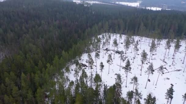 Bäume Winter Drohnenaufnahmen — Stockvideo