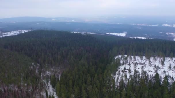 Zima Záběrech Lesních Dronů — Stock video