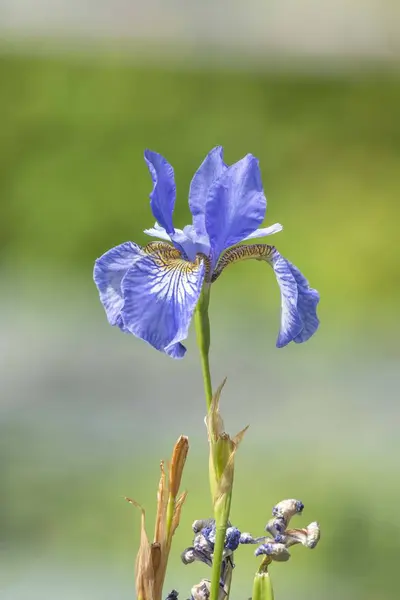 Flor Iris Azul Vista Macro —  Fotos de Stock