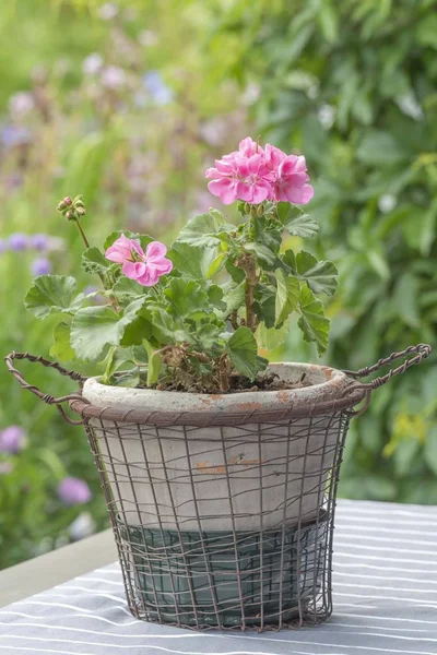 Розовый Герань Саду — стоковое фото