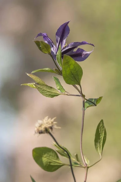 マクロビューの紫色のクレマチス — ストック写真