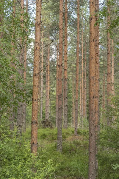 Όρθια Πεύκα Στο Δάσος — Φωτογραφία Αρχείου