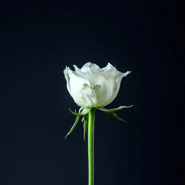 Macro View White Rose — Stock Photo, Image