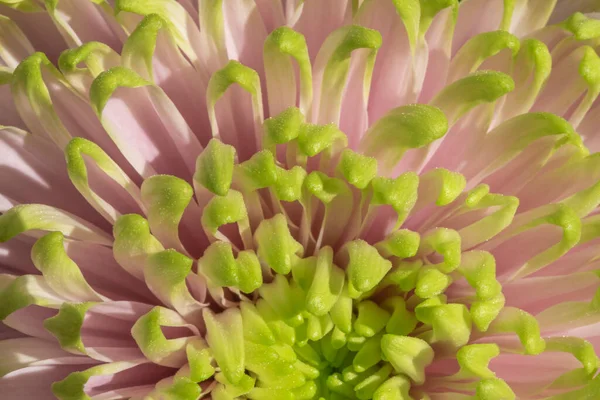 Macro Pink Flower Background — Stock Photo, Image