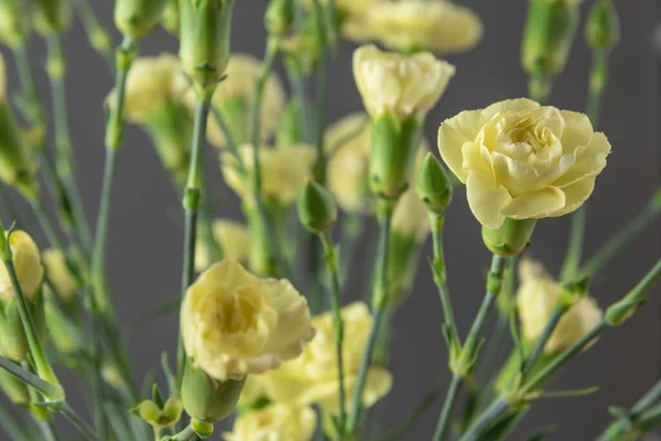 Yellow carnation flower in macro