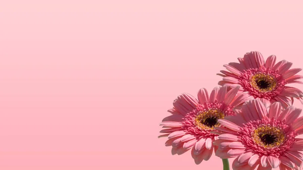 Papel Parede Buquê Rosa Gerbera Flor Fundo — Fotografia de Stock