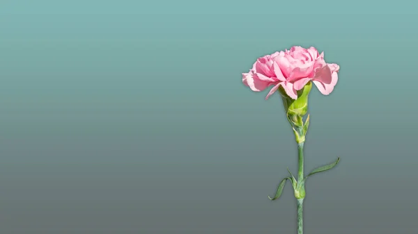 Wallpaper Pink Carnation Flower Background — Stock Photo, Image