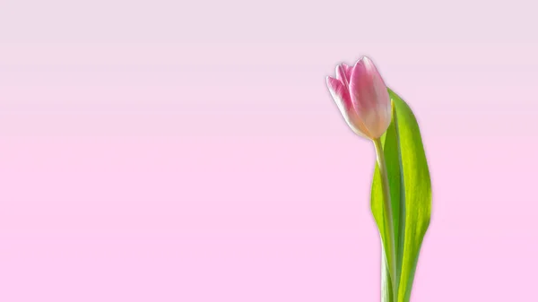 Papel Parede Rosa Tulipa Flor Fundo — Fotografia de Stock