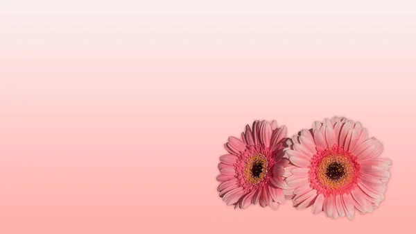 Wallpaper Pink Double Gerbera Background — Stock Photo, Image