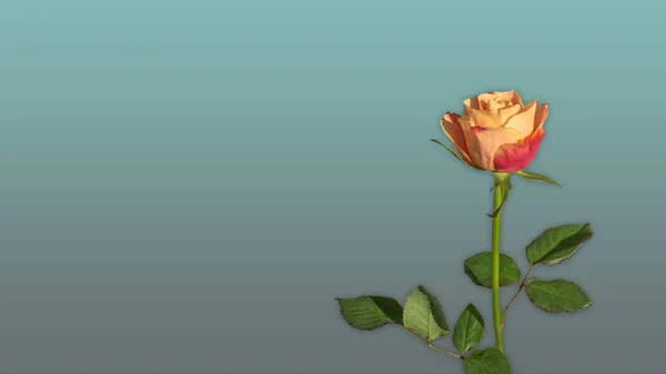 Background Single Apricot Rose Background — Stock Photo, Image