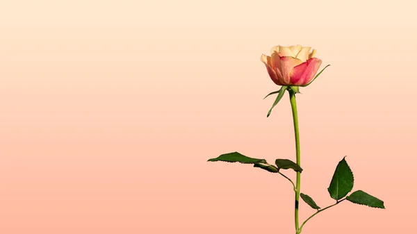 Wallpaper Apricot Rose Background — Stock Photo, Image