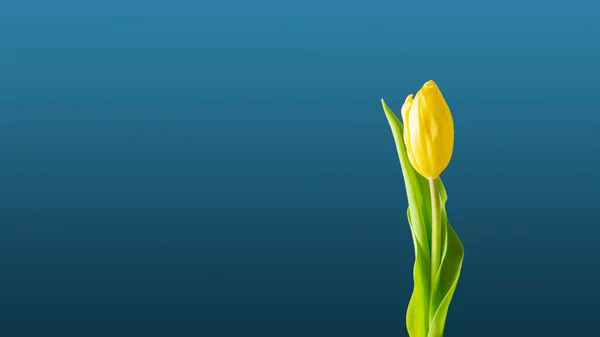 Wallpaper yellow tulip on blue background