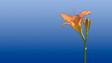 Mavi arkaplanda turuncu zambak