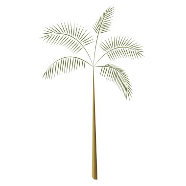 Palmiye ağacı izole vektörü