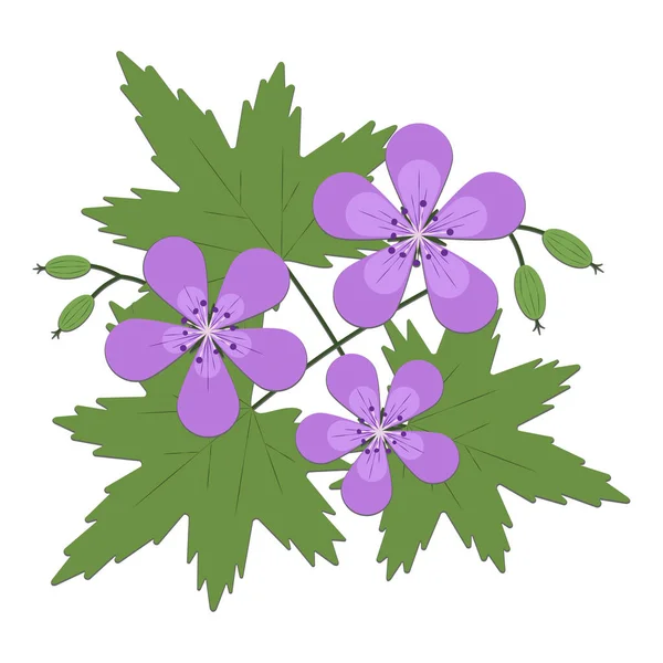 Δάσος Γεράνι Μέσο Καλοκαίρι Λουλούδι Διάνυσμα — Διανυσματικό Αρχείο