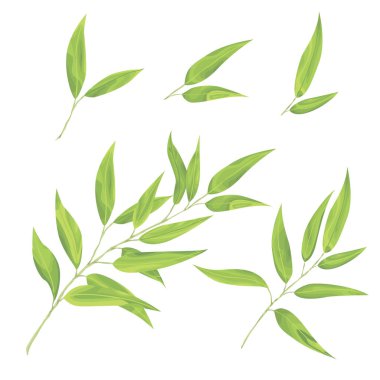 Eucaliptus vektör kümesi bırakır. Doğal dalları, yeşillik vektör çizim. Mükemmel tasarım davetiye, düğün veya tebrik kartları, desenleri ve arka planlar, tekstil, yazdırma.