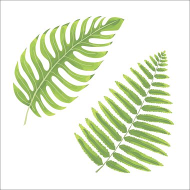 Vektör yeşil orman fern doğal set topluluğu sulu boya stilinde ot bırakır. Dekoratif güzellik zarif illüstrasyon izole beyaz arka plan üzerinde tasarımı için.