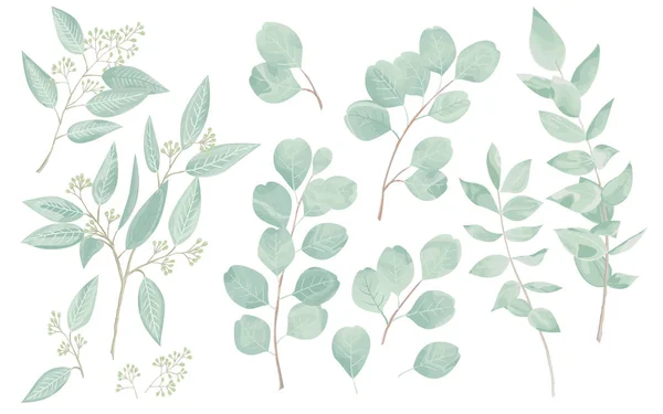 Eukaliptusblätter Gesetzt Natürliche Äste Vektorillustration — Stockvektor