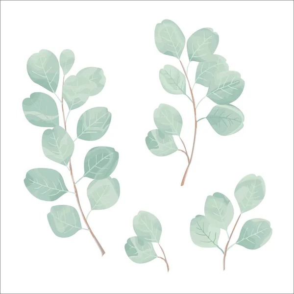 Silver Dollar Eucaliptus Leaves Vector Set Natural Branches Greenery Vector — Stock Vector