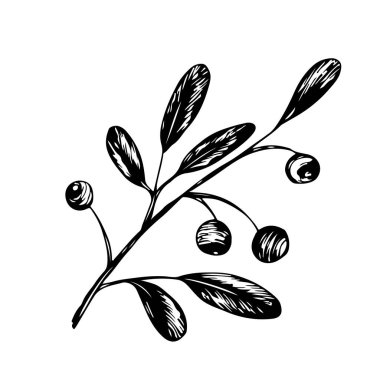 Vektör elle çizilmiş kroki holly, berry, beyaz bir arka plan üzerinde izole ile şube... Noel, yeni yıl tatil kutlama sembolü.