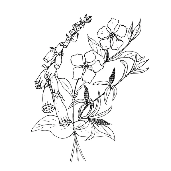 Kézzel Rajzolt Vadvirágok Vintage Botanikai Illusztráció Kozmetikai Gyógyszer Kezelésére Aromaterápia — Stock Vector