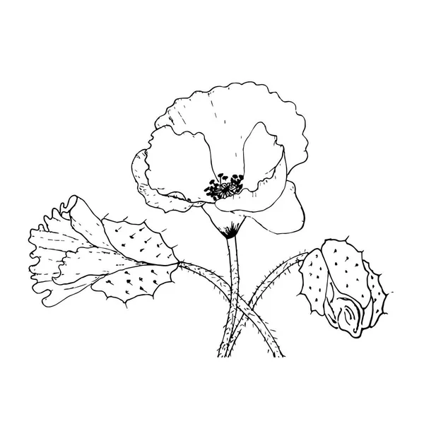 Hand Drawn Wild Flowers Vintage Botanical Illustration Good Cosmetics Medicine — Stock Vector