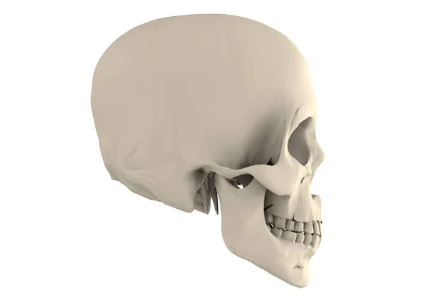 白地に隔離された海賊の頭蓋骨 — ストック写真
