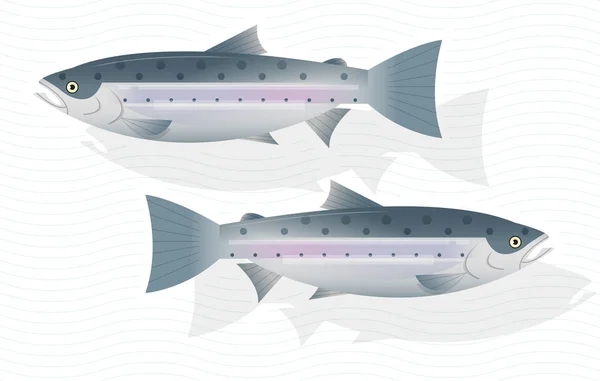新鮮な生のサーモン ピンクの魚の白背景 ベクトル イラストに分離 — ストックベクタ