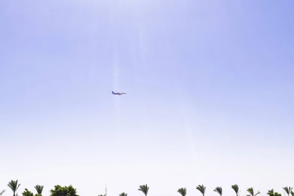 Flygplan som flyger över handflatan i solig dag i blå himmel. Semester, resa, resa — Stockfoto