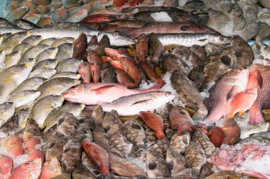 Çiğ balık türleri tablosundaki Satış içinde belgili tanımlık çarşı için görüntülenir. Balığın tazeliğini korumak için buz ile karıştırılır.