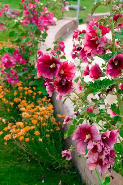 Schöne rosa und orangefarbene Blüten isoliert in sonnigem Tag, blauem Himmel, grünem Gras. Blumenschmuck — Stockfoto