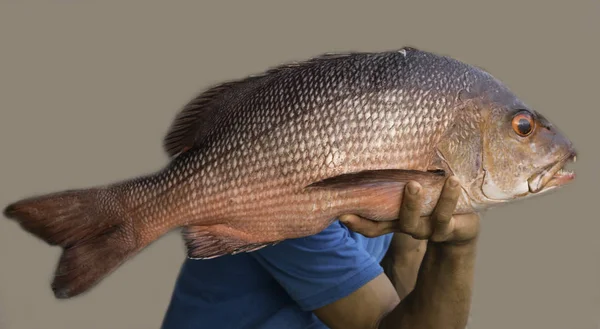 Ωμά κόκκινα ψάρια της θάλασσας, πέρκα σε άνθρωπο χέρι — Φωτογραφία Αρχείου