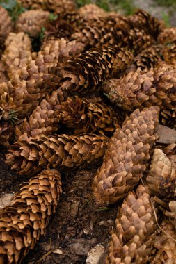 ormandaki çam kozalakları. Çam kozalakları arka plan