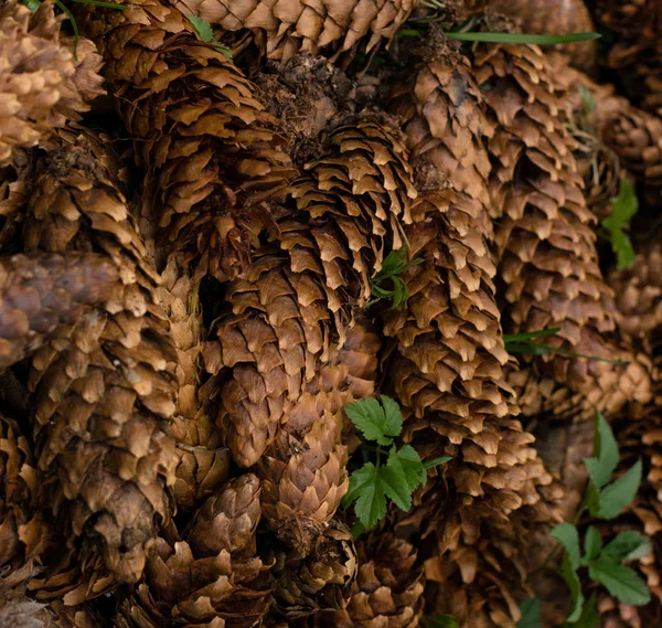 Pine Cones Forest Pine Cones Background — Stock Photo, Image