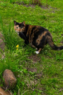 iri gözlü sevimli çizgili kedi yürümek yeşil çim