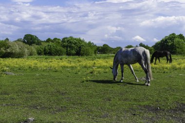 Ağaçları saran, mavi gökyüzü ile yeşil arazide güzel beyaz ve siyah atlar