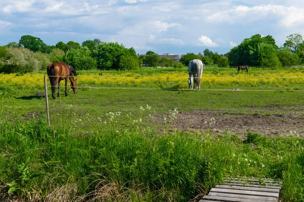 美丽的马在绿色牧场与树周围 蓝天风景 — 图库照片