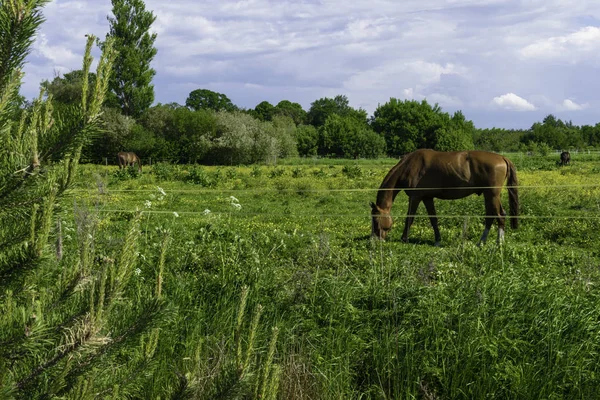 美丽的马在绿色牧场与树周围 蓝天风景 — 图库照片