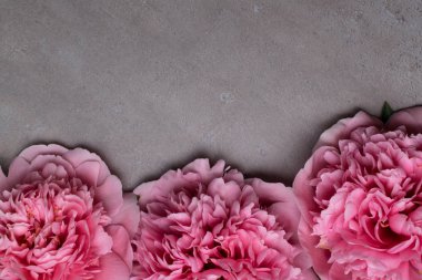 güzel taze peonies ahşap yüzey üzerinde. Gri arka plan üzerinde pembe peonies çarpıcı. Kopya alanı
