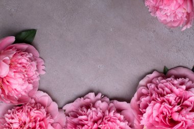 güzel taze peonies ahşap yüzey üzerinde. Gri arka plan üzerinde pembe peonies çarpıcı. Kopya alanı