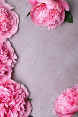 güzel taze peonies ahşap yüzey üzerinde. Gri arka plan üzerinde pembe peonies çarpıcı. Kopya alanı