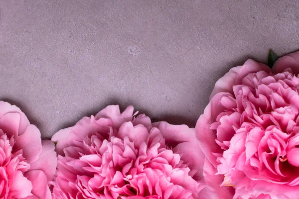 güzel taze peonies ahşap yüzey üzerinde. Gri arka plan üzerinde pembe peonies çarpıcı. Kopya alanı