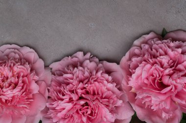 güzel taze peonies ahşap yüzey üzerinde. Gri arka plan üzerinde pembe peonies çarpıcı. Kopya alanı