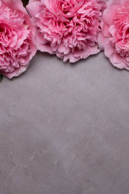 güzel taze peonies ahşap yüzey üzerinde. Gri arka plan üzerinde pembe peonies çarpıcı. Kopya alanı